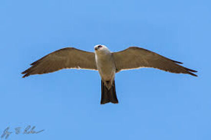 The Mississippi Kite: A summer visitor to East Texas